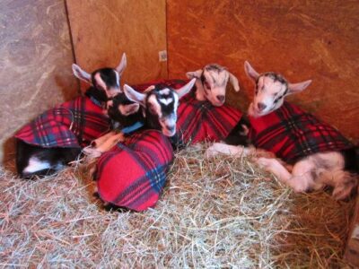 Goats: Horns or No Horns Image